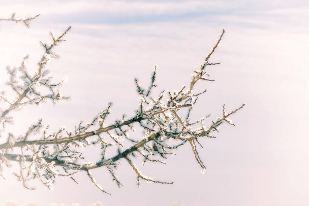 Makro gałęzi drzew ze śniegiem. tło zimowe - Zdjęcie, obraz