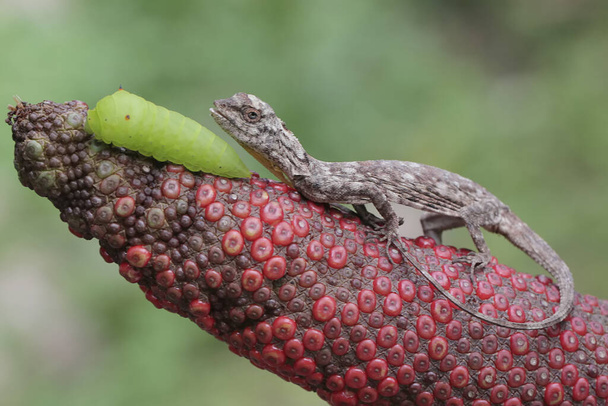 Ein fliegender Drache ist bereit, eine grüne Raupe zu fressen. Dieses Reptil trägt den wissenschaftlichen Namen Draco volans. Selektiver Fokus mit natürlichem Hintergrund. - Foto, Bild