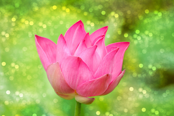 roze lotus - Foto, afbeelding