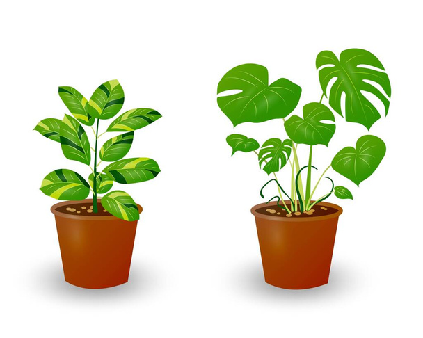 Zamiokulkas Dollar Tree and Monstera plant in pot isolated on white background. Decorative plant for home interior or office. Room flower. Vector illustration. - Vector, Image