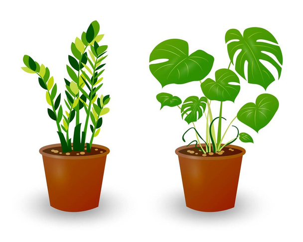 Ficus and Monstera plant in pot isolated on white background. Decorative plant for home interior or office. Room flower. Vector illustration. - Vector, Image