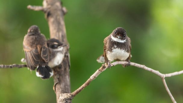 aves (Malaysian Pied Fantail) en la naturaleza salvaje - Foto, imagen