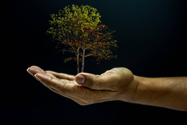 Hand holding a tree on balck background - Photo, Image