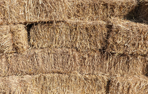 Golden stack of dry straw. Bale of hay with selective focus - 写真・画像