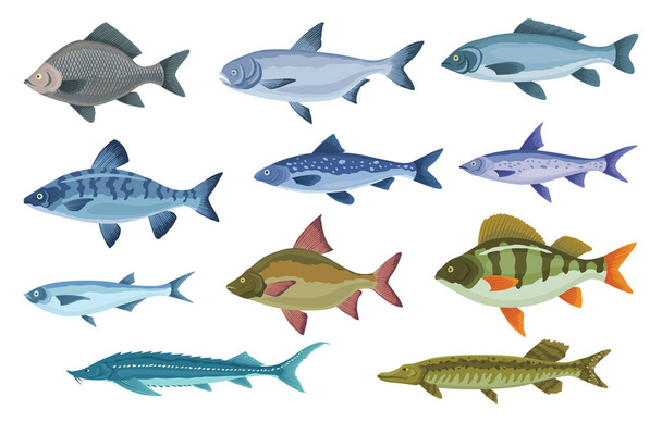 Fischsorten und -arten. Verschiedene Süßwasserfische. Handgezeichnete farbige Illustrationen von Fischen im Meer und im Binnenland. Kommerzielle Fischarten. - Vektor, Bild