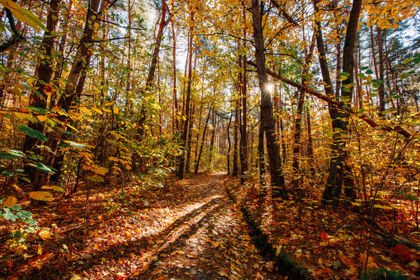Beautiful autumn park. Forest in Autumn. - Fotoğraf, Görsel