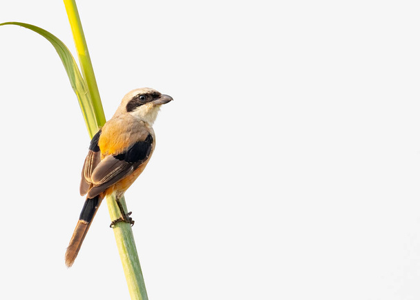 Een Lange staart Shrike op een lang gras - Foto, afbeelding