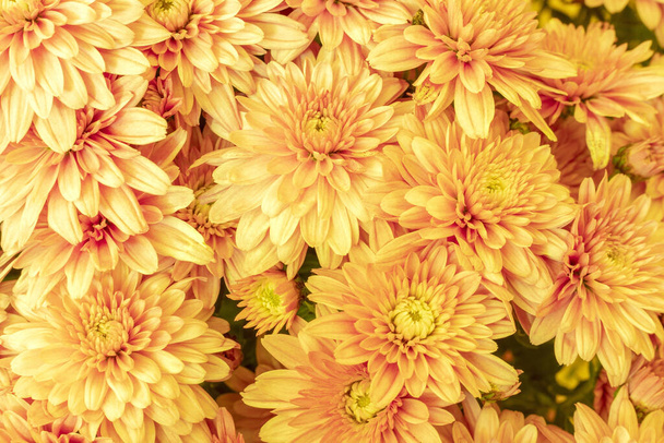 Bloeiende gele moeders of chrysanten, herfst bloem achtergrond. - Foto, afbeelding