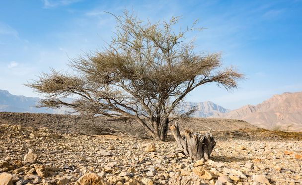 Akác fa egy száraz sivatagi területen, hegyek én Sultanate - Fotó, kép