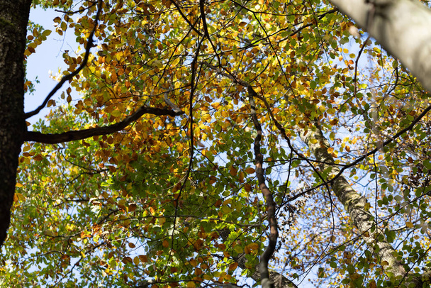deciduous tree leaf is fallen in autumn - Фото, изображение