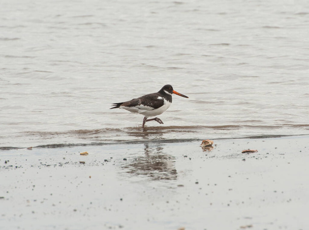 Oystercatcher pájaro vadeando en la playa - Foto, imagen