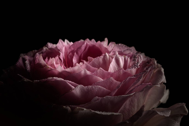 Ροζ τριαντάφυλλο κοντά - Φωτογραφία, εικόνα