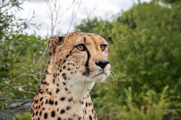 Cheetah en cautiverio de cerca - Foto, Imagen