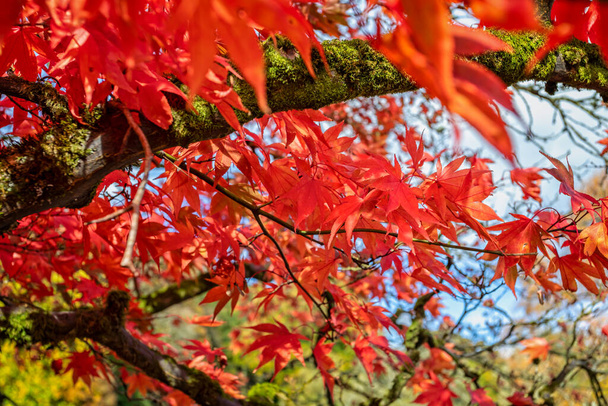 Крупный план ярко-красных листьев дерева Acer в полном осеннем цвете - Фото, изображение