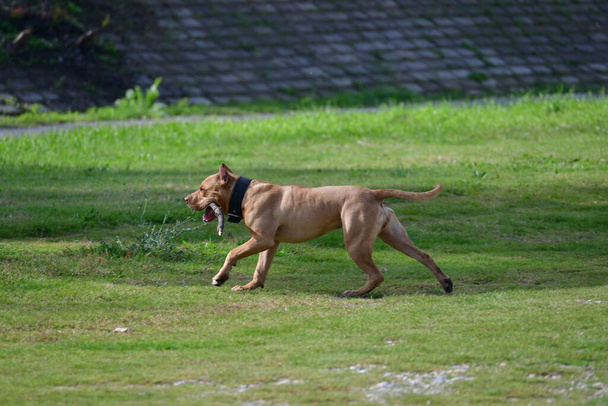 Pit bull dog obedece as ordens do mestre, carrega um pedaço de madeira - Foto, Imagem