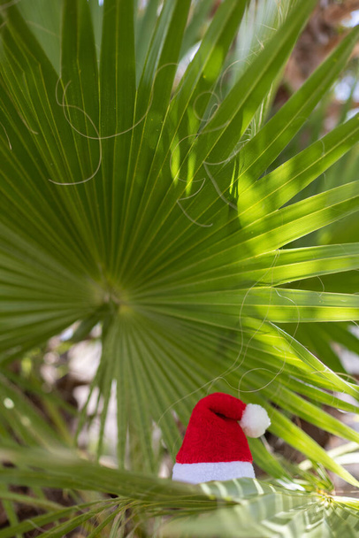Santa hat on a palm leaves. Christmas Holidays concept.  - Fotoğraf, Görsel