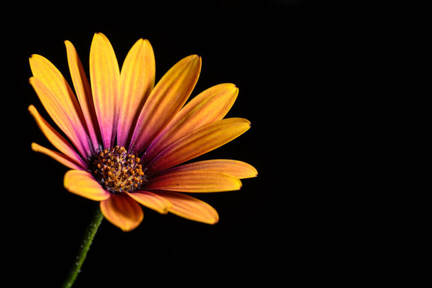 stokrotka kwiat zbliżenie - Zdjęcie, obraz