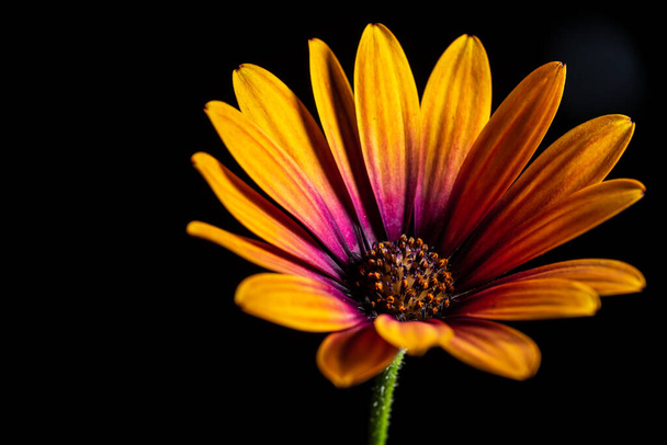 daisy flower close up - Zdjęcie, obraz