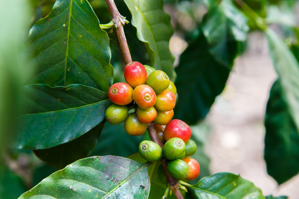 Kávébab termesztése - Fotó, kép