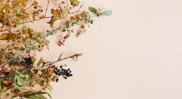 Banner with autumn leaves and berries. Dry leaves and berries on a beige background with copy space. Fall autumn concept - Photo, image