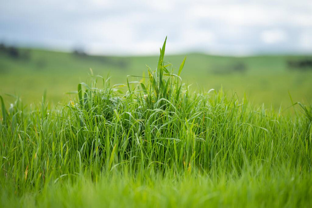 pâturage dans un champ. herbe de bétail poussant dans un enclos au printemps - Photo, image