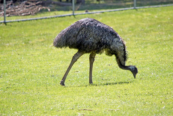 the emu is the tallest bird in Australia it can not fly - Zdjęcie, obraz