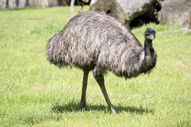 the emu covered in primitive feathers that are dusky brown to grey-brown with black tips. The Emu's neck is bluish black and mostly free of feathers. Their eyes are yellowish brown to black and their beak is brown to black. - Photo, image