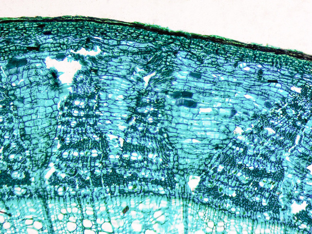 Tilia stem micrograph - Photo, Image