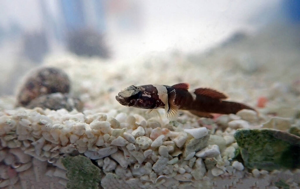 Splechtna's goby fishの希少な画像- IDOGOBIUS SPLECHTNAI - 写真・画像