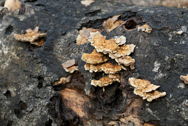 Οχρά ομάδα, Trametes ochracea αυξάνεται σε πεσμένη aspen δέντρο, οριζόντια σύνθεση - Φωτογραφία, εικόνα