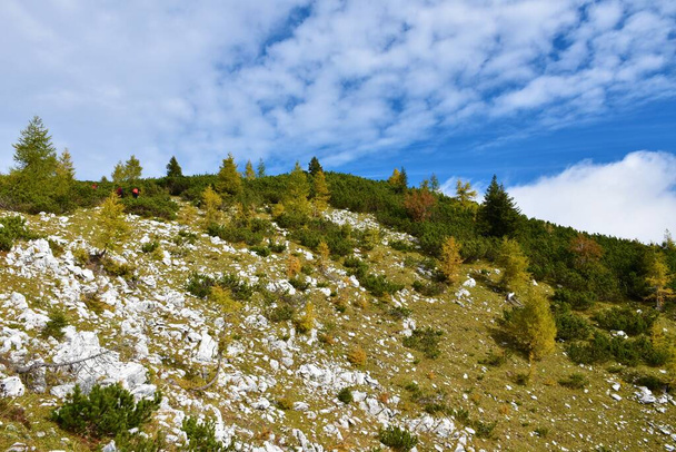 Alpine landscape in Julian alps with mugo pine and yellow colored larch trees - Photo, Image
