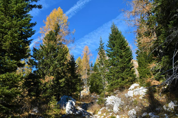 Conifer mountain forest with spruce and gold colored larch trees in Julian alps, Slovenia - Photo, Image