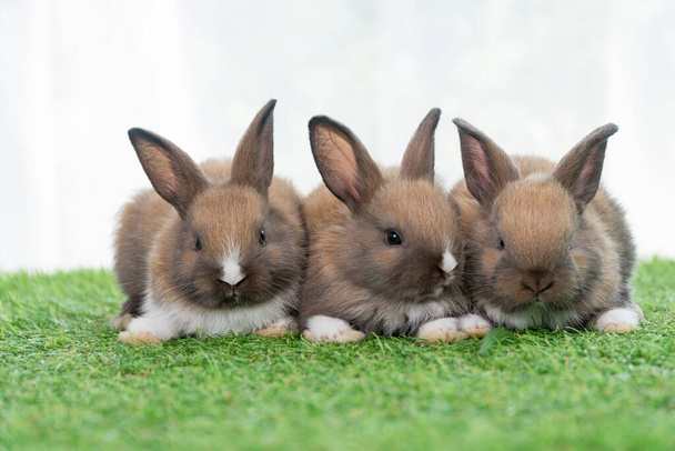 Adorable baby rabbits ears bunny sitting together on the green grass. Family tiny furry baby brown white bunny rabbits playful on the meadow. Easter family animal pet bunny concept. - Foto, Imagen