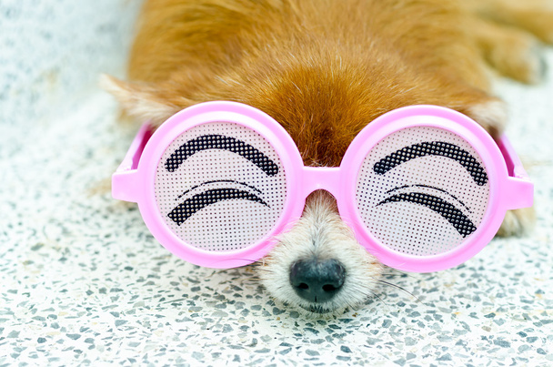 Kutya, vicces szemüveg - Fotó, kép