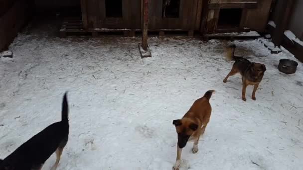 Verdwaalde honden in het opvangcentrum in Oekraïne - Video