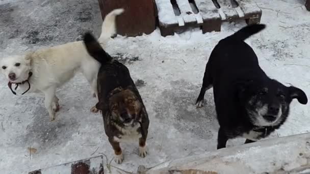Ukrayna içinde belgili tanımlık sığınak içinde sokak köpekleri - Video, Çekim