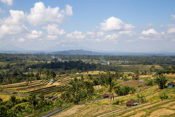 vista sulle terrazze di riso di Bali - Foto, immagini