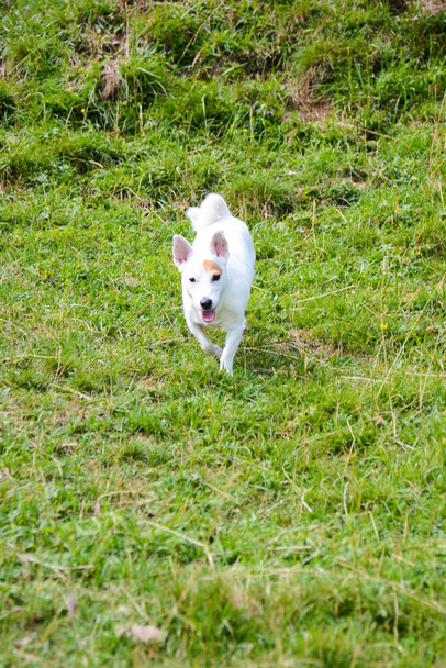 ładny biały pies na zielonej trawie. Jack Russell Terrier Przewodniczący - Zdjęcie, obraz