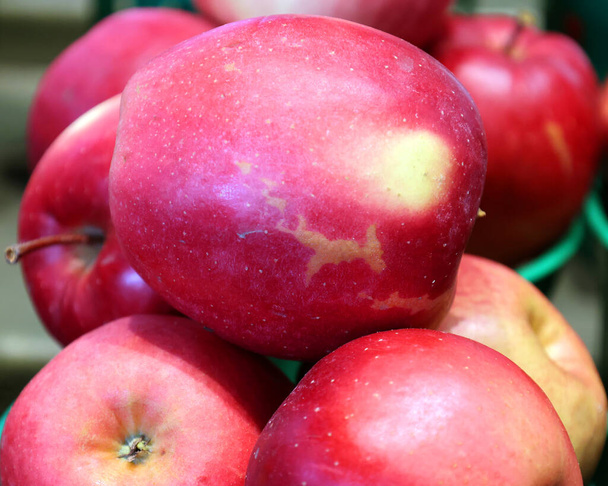 Jablko na trhu je listnatý strom v rodině růží, nejznámější pro své sladké, okázalé ovoce, jablko. Pěstuje se po celém světě jako ovocný strom - Fotografie, Obrázek
