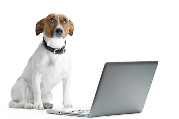σκύλος που χρησιμοποιεί φορητό υπολογιστή απομονωμένο σε λευκό φόντο - Φωτογραφία, εικόνα