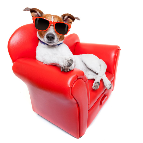 собачий диван студійний знімок - Фото, зображення