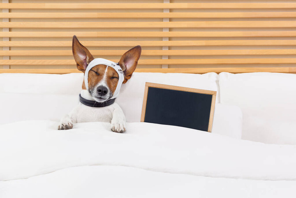 Kranker kranker Hund liegt im Bett - Foto, Bild