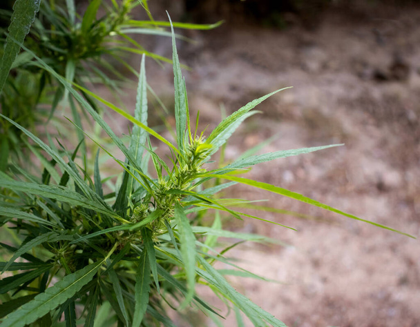 Marijuana leaves, cannabis close-up view - Photo, Image