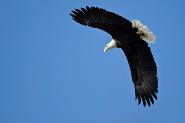 Bald Eagle Hunting On The Wing - Photo, Image
