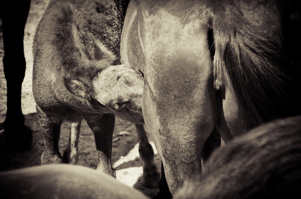 Cavalos selvagens
 - Foto, Imagem