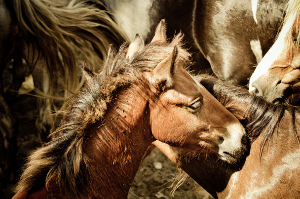 cavalli selvatici - Foto, immagini