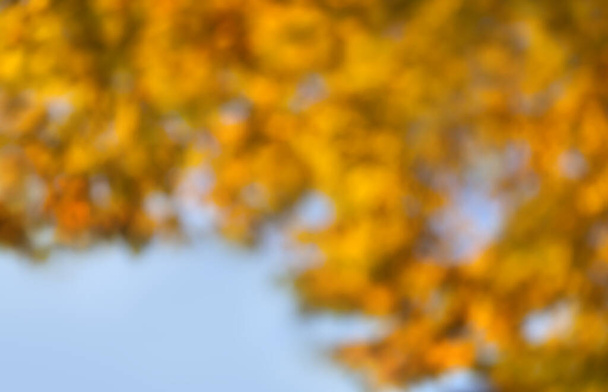 Herbst Bokeh Hintergrundansicht - Foto, Bild