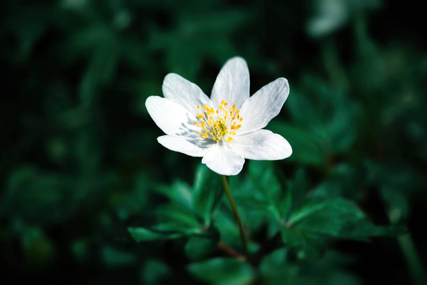 Cropped view of Anemone sylvestris on natural blurred background - Photo, Image