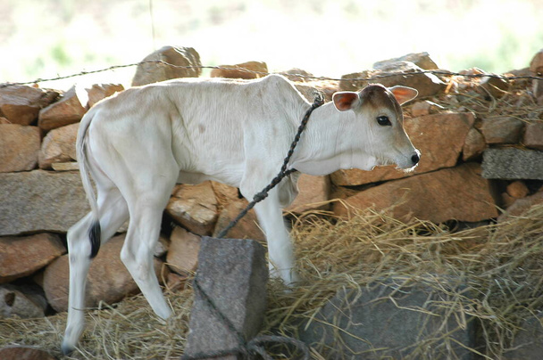 農村部の家で牛のカルフ - 写真・画像