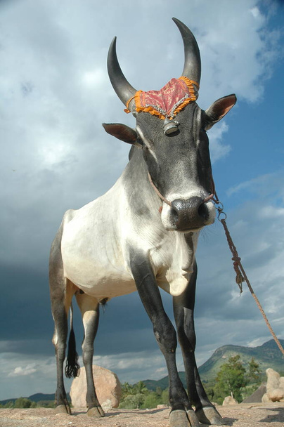 Le boeuf dans les champs Inde - Photo, image